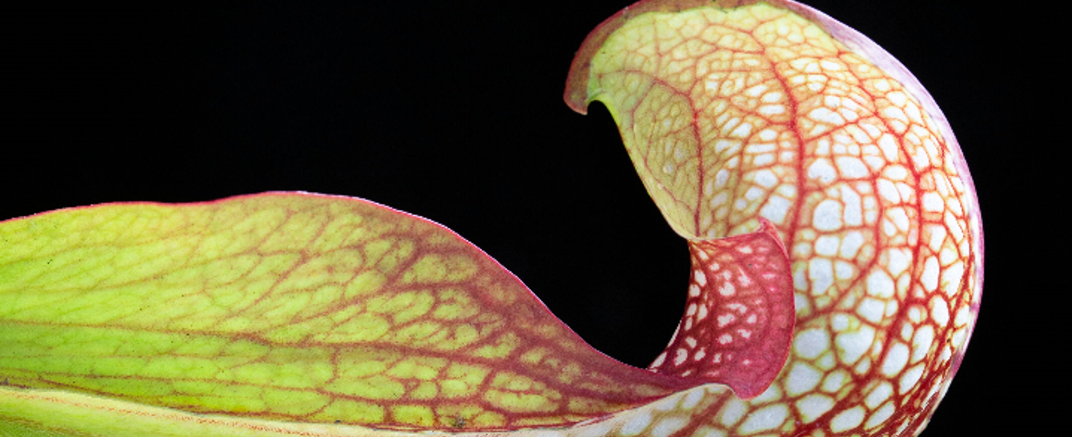 parrot pitcher plant 