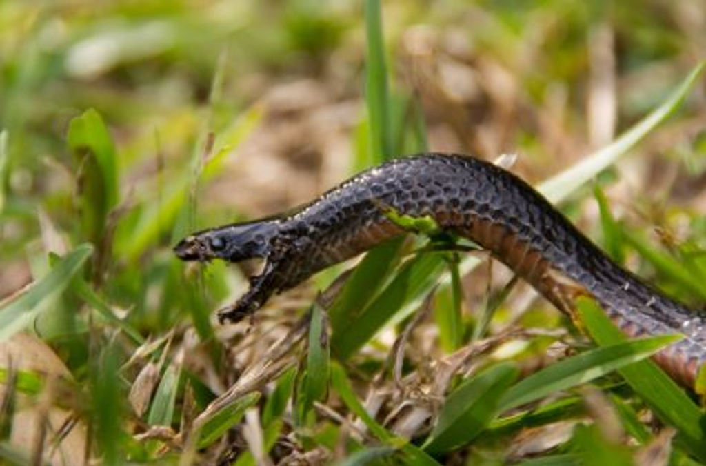 snake close up 