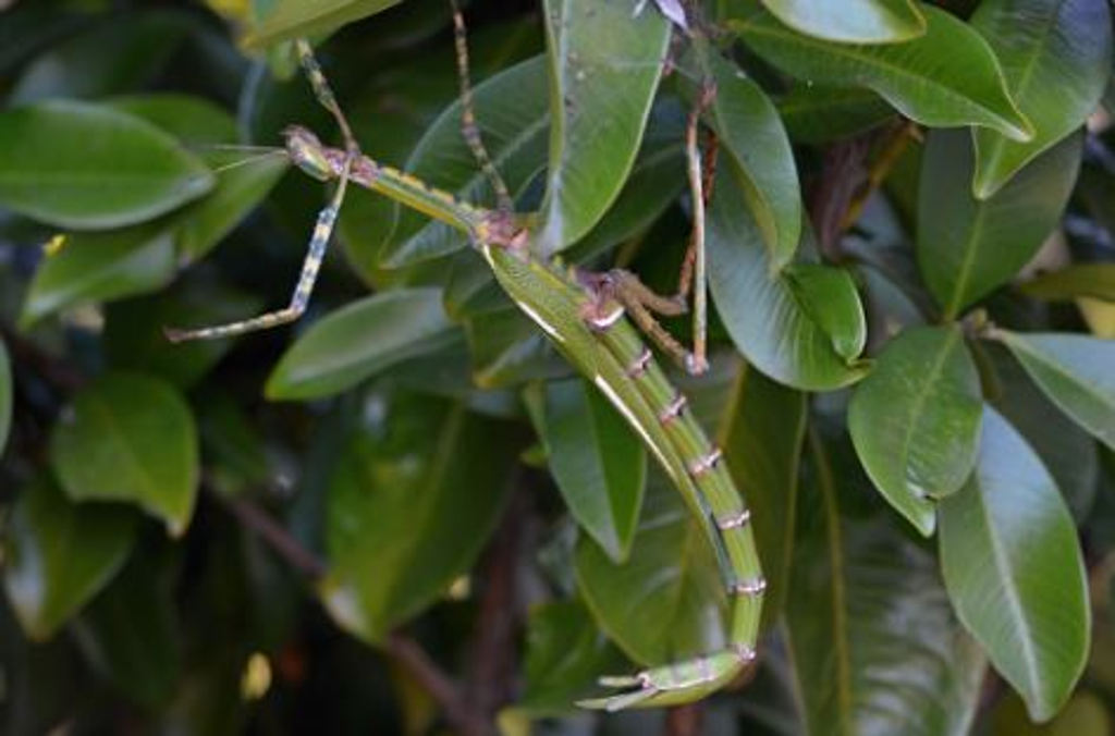 stick insect close up 