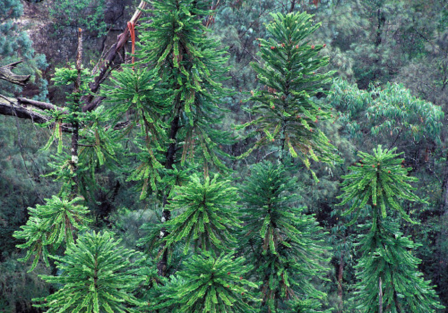 Wollemi Pines in their natural environment