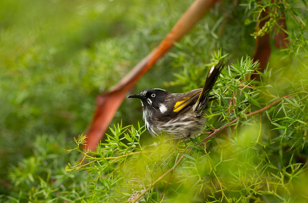 New Holland Honeyeater by Louisa Billeter