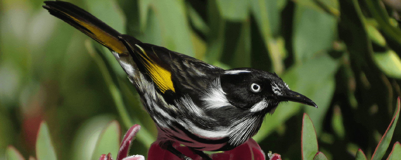 honey eater hero banner