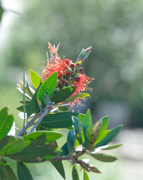 Detailed image of Bottlebrush in bloom