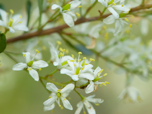 White flowers of Bursaria spinosa, a native Australian species present in the Cumberland Plain Woodland