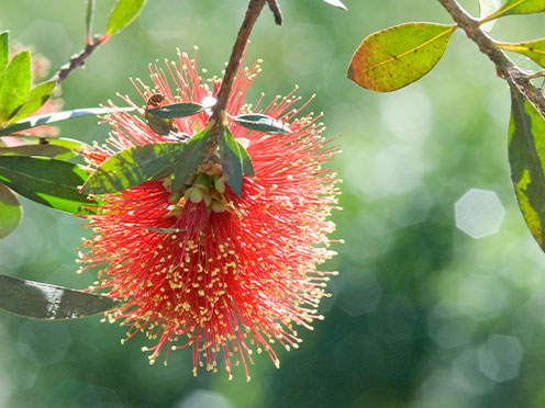 Single red Bottlebrush flowering