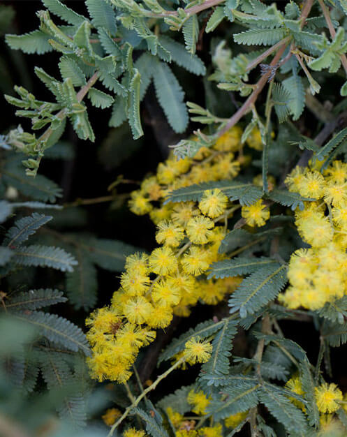 Close up of Golden Wattle in the Wattle Garden