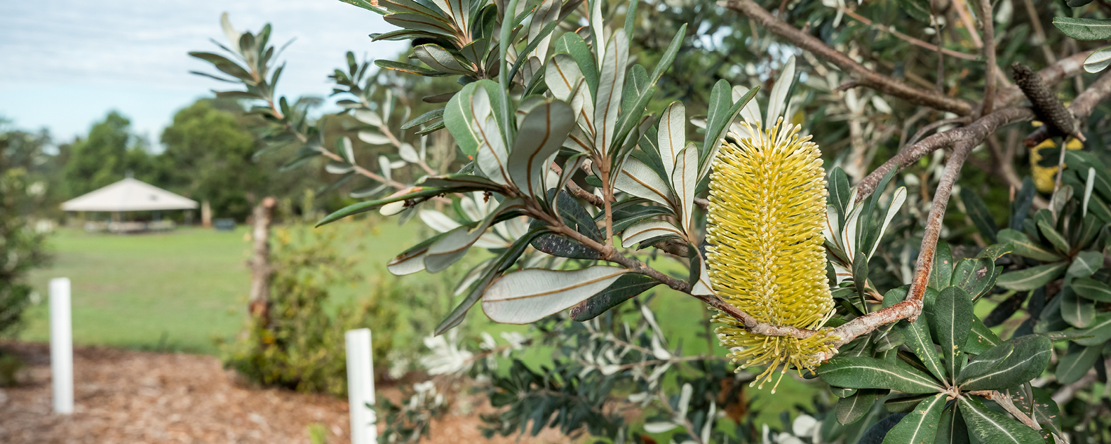 Banksia Garden Shelter 1