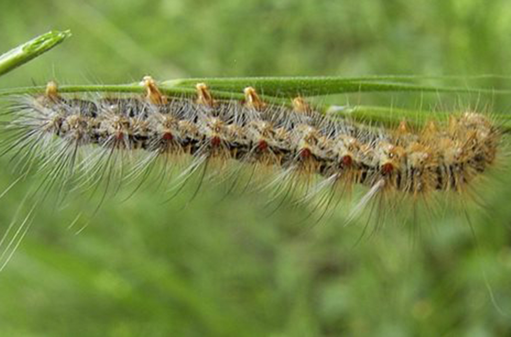 Caterpillar on a grass blade