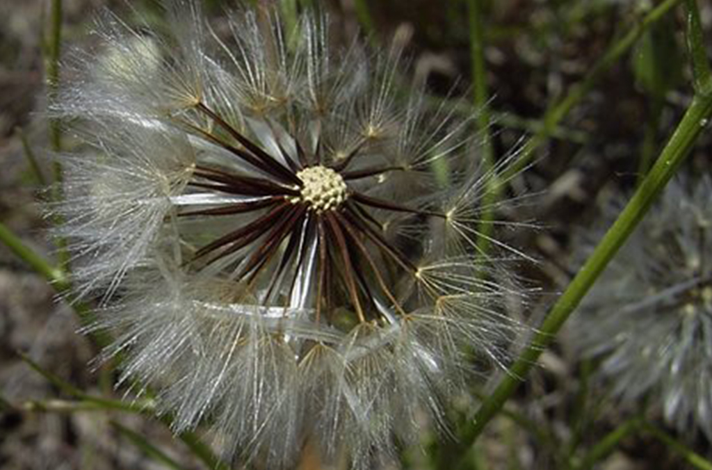 Seed head with seeds that catch and fly in the wind