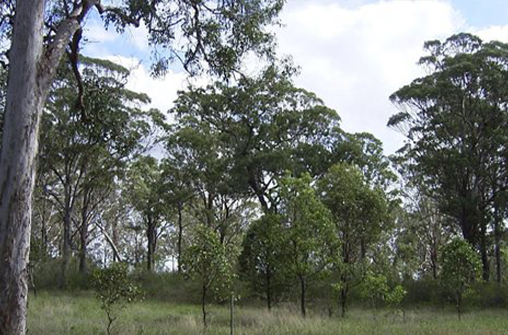 Eucalyptus trees in the Cumberland Plain Woodland