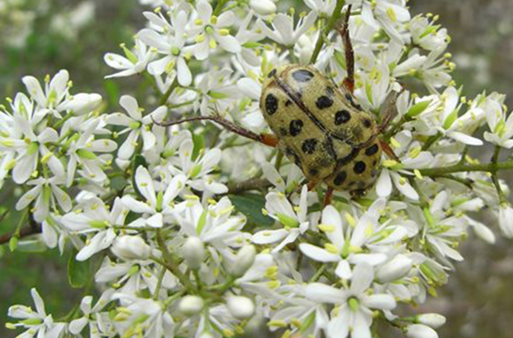 Insect on a flower