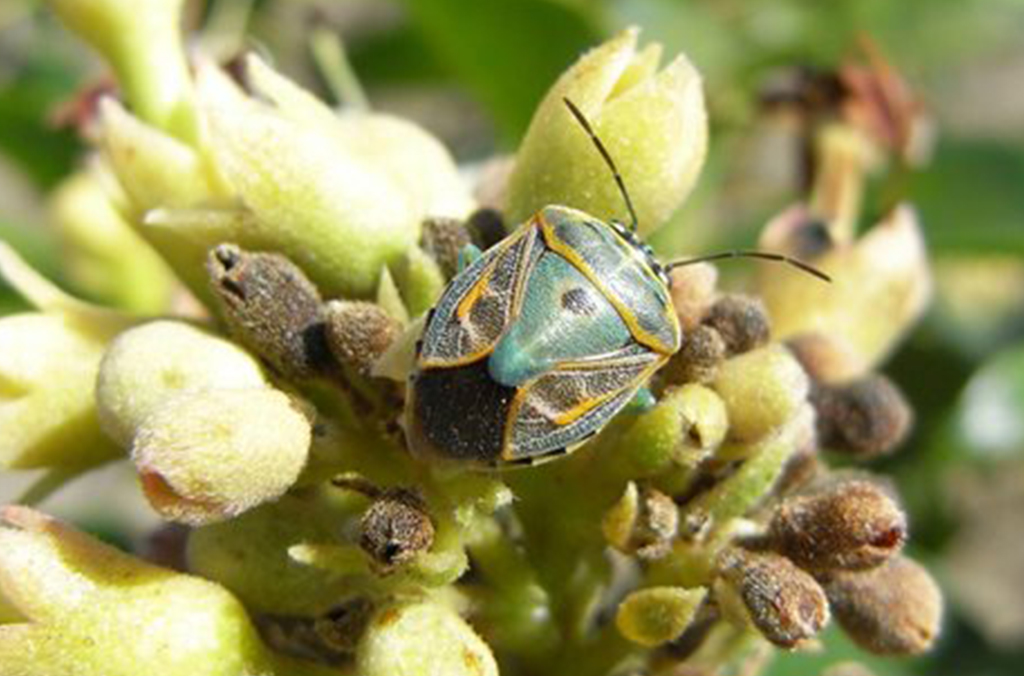 Insect on a flower