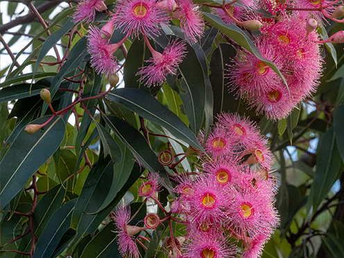 Pink flowering gum blossoms