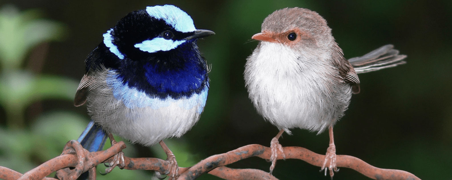 Two Fairy Wrens on a branch