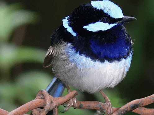 A Fairy Wren on a branch