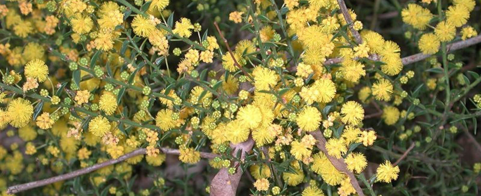 Acacia 