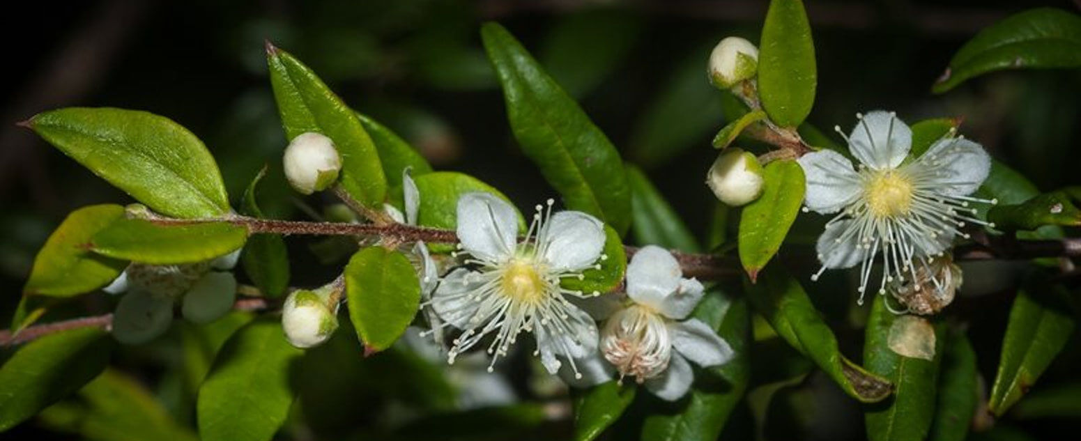 Austromyrtus