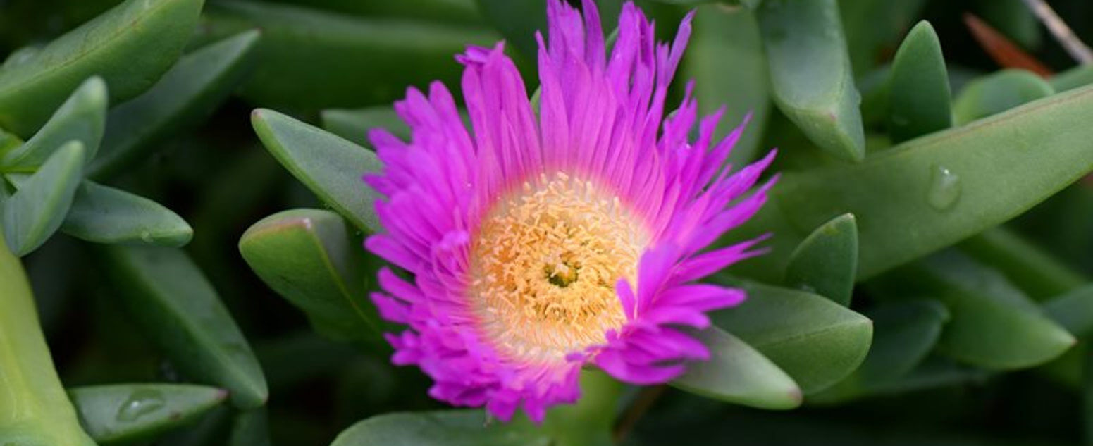 Carpobrotus 