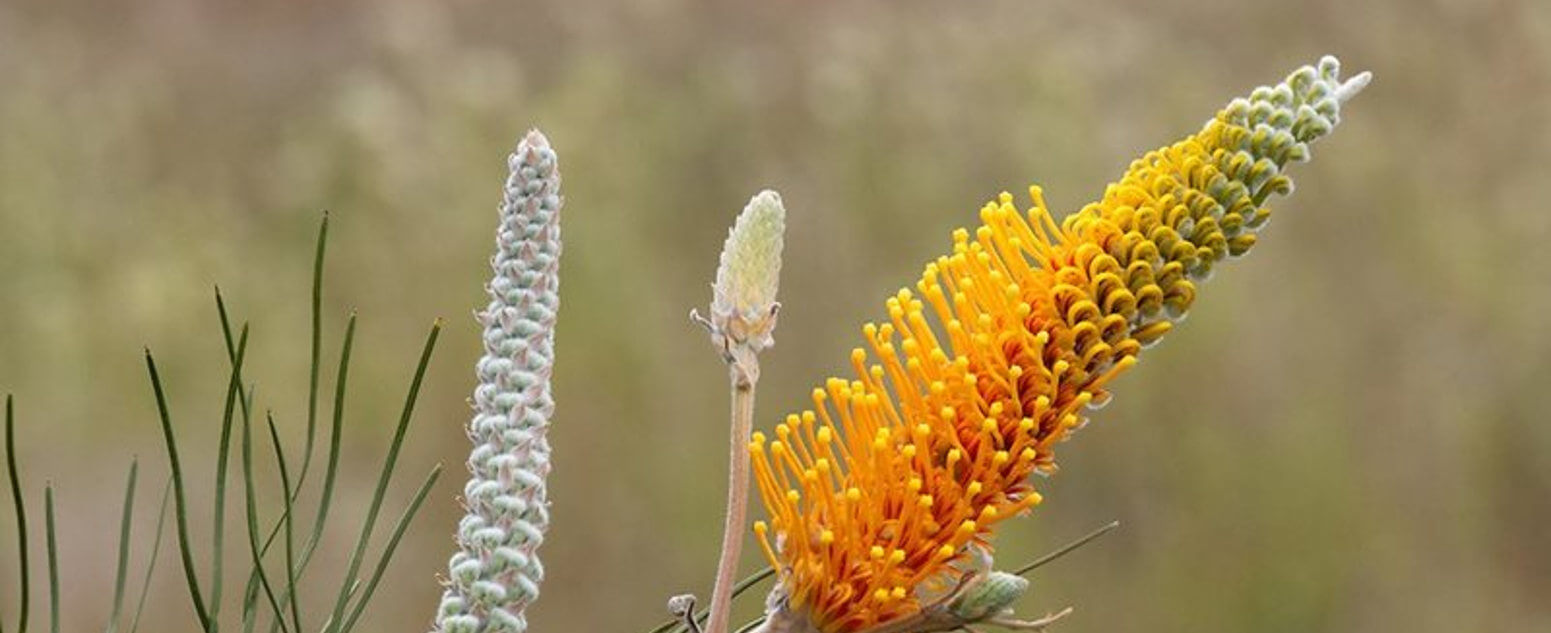 Grevillea eriostachya (Desert Grevillea)