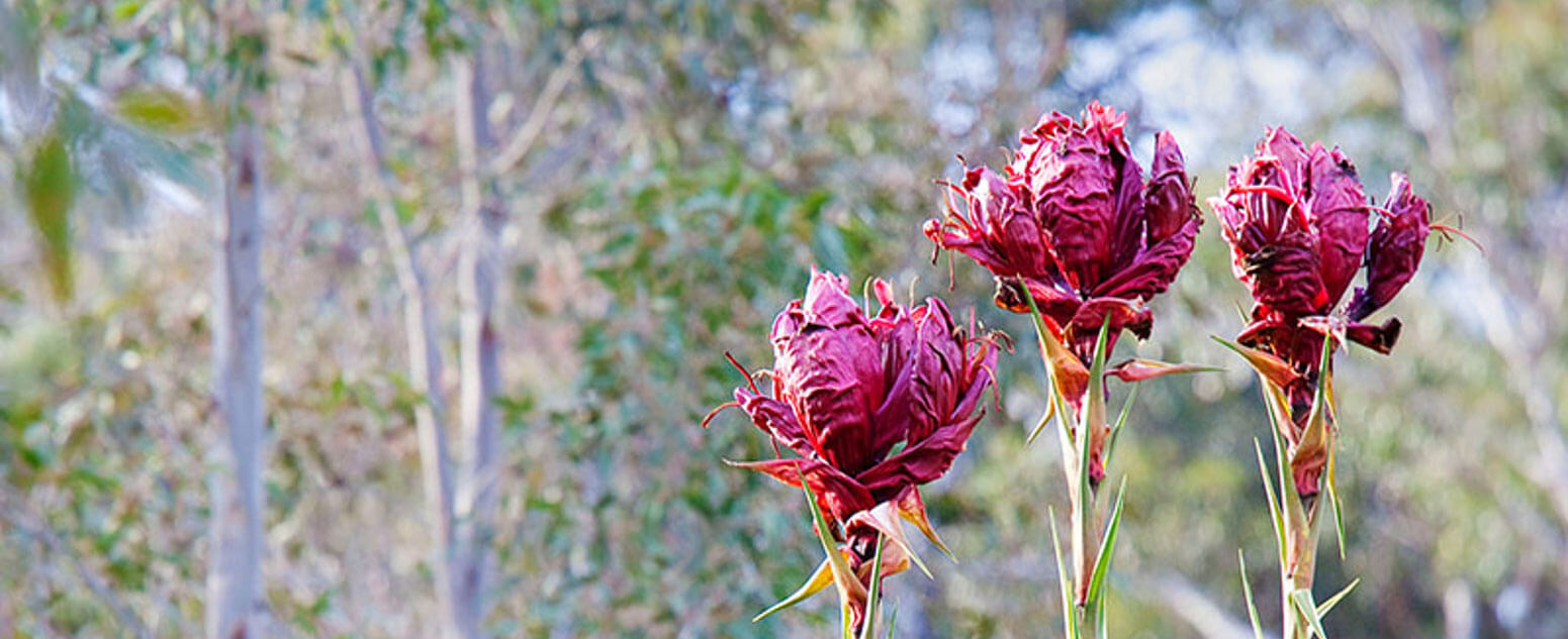 Gymea lily