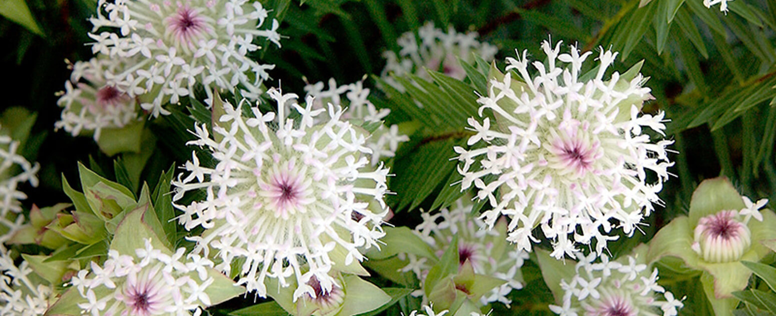 Pimelea spectabilis 