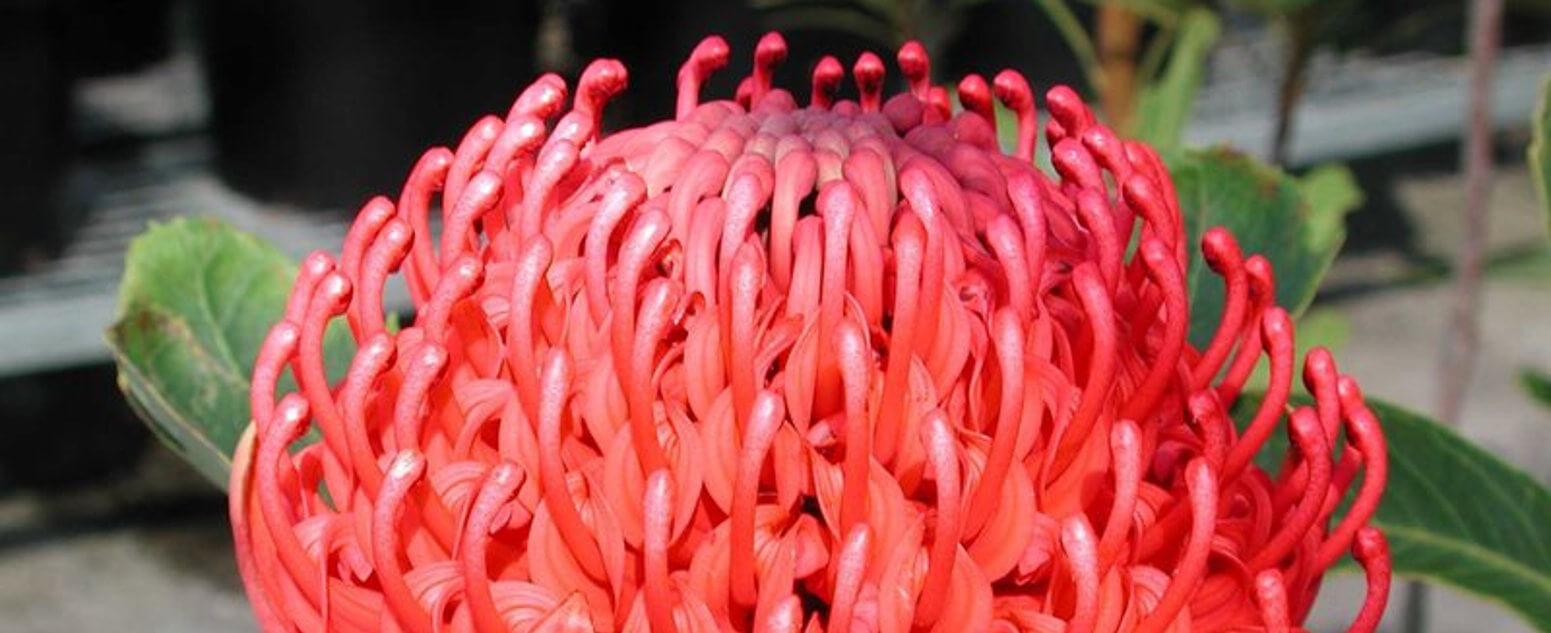 Telopea speciosissima (Waratah) found throughout New South Wales.