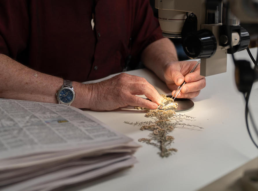 botanical illustration close up 