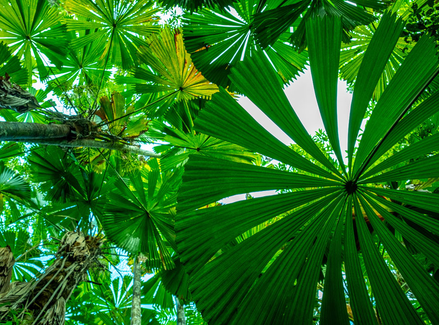 Fan Palm (Licuala-ramsayi) frond