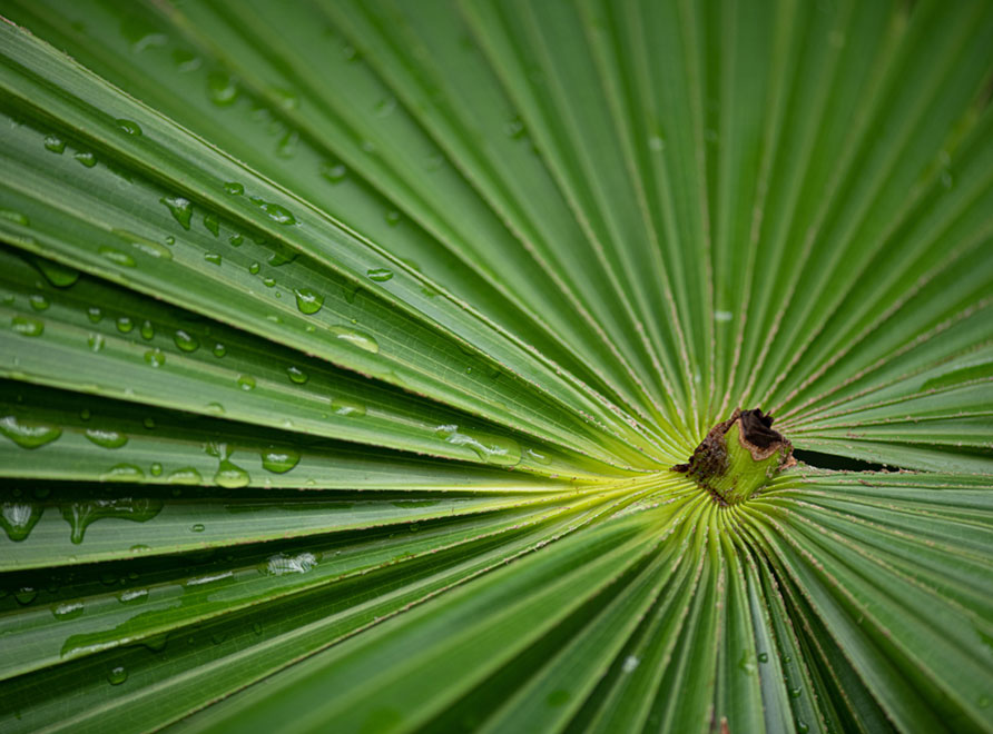 A Livistona Austalis (Cabbage Tree Palm) frond