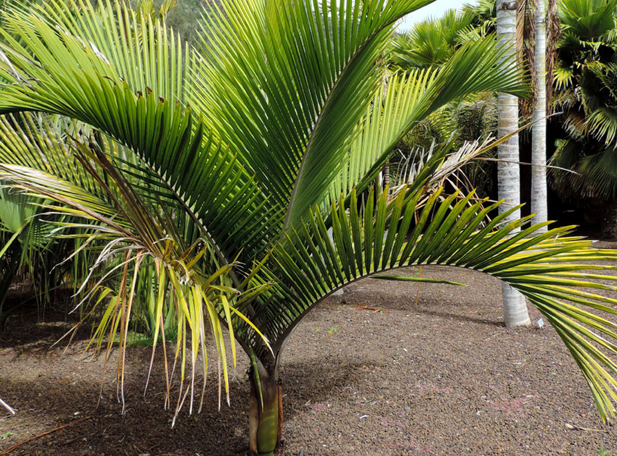 A juvenile Nikau Palm