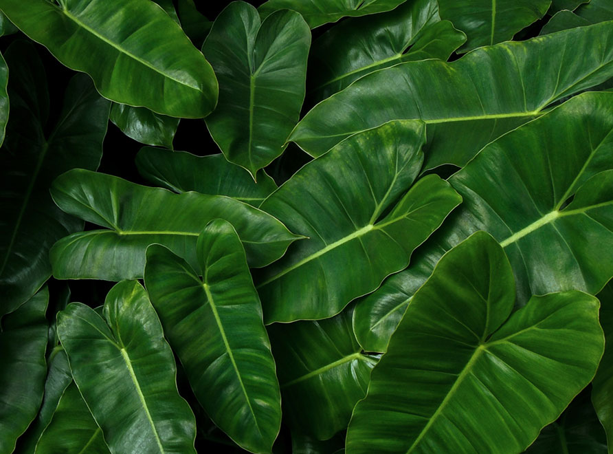 Philodendron imbe foliage