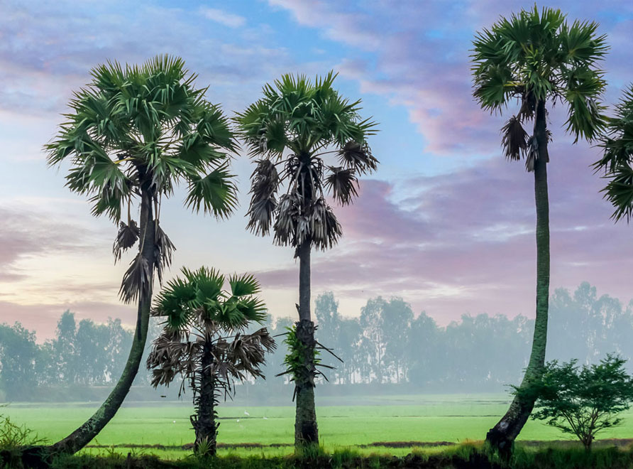 Mature and juvenile Jaggery Palms with a sunset backgound