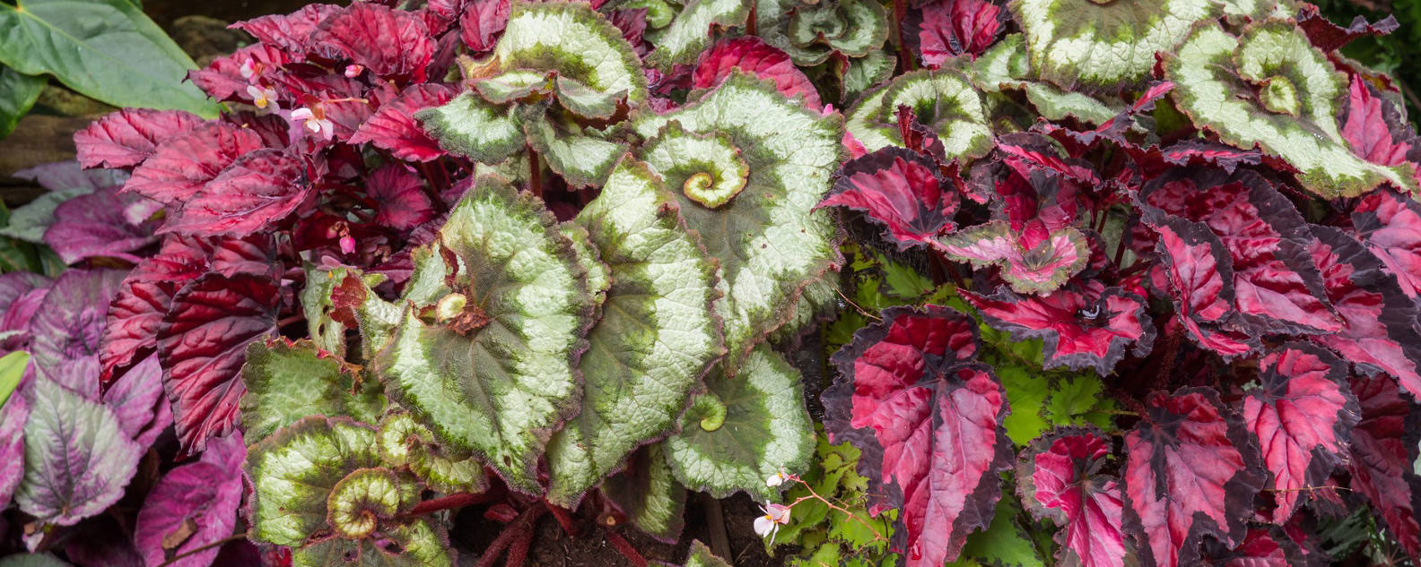 The foliage of a range of Painted Leaf Begonia plants