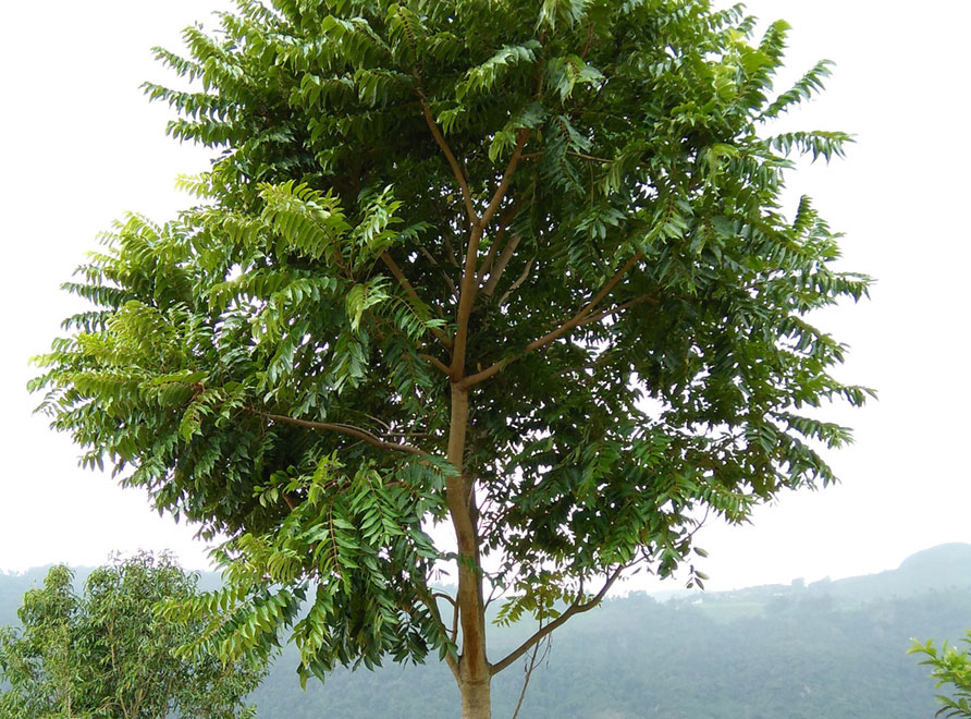 A Red Cedar Tree