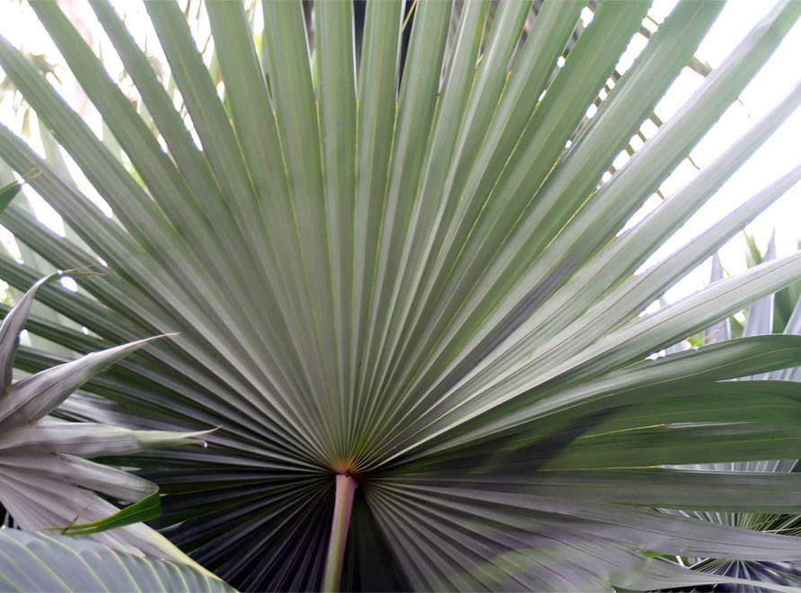 Red Cabbage Palm frond (Livistona mariae)