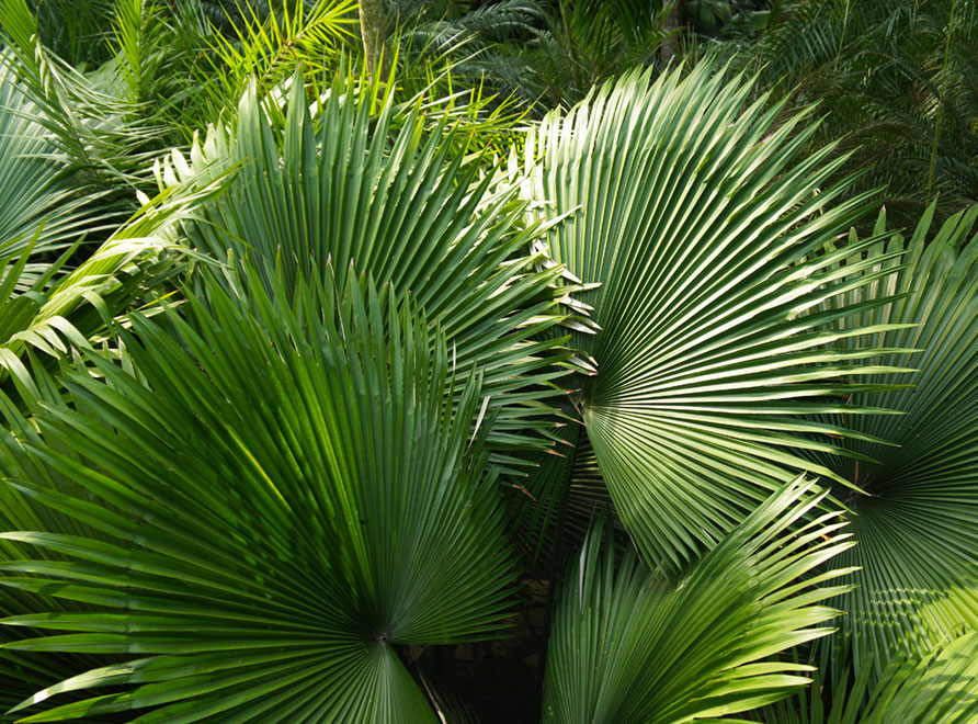 Talipot palm fronds