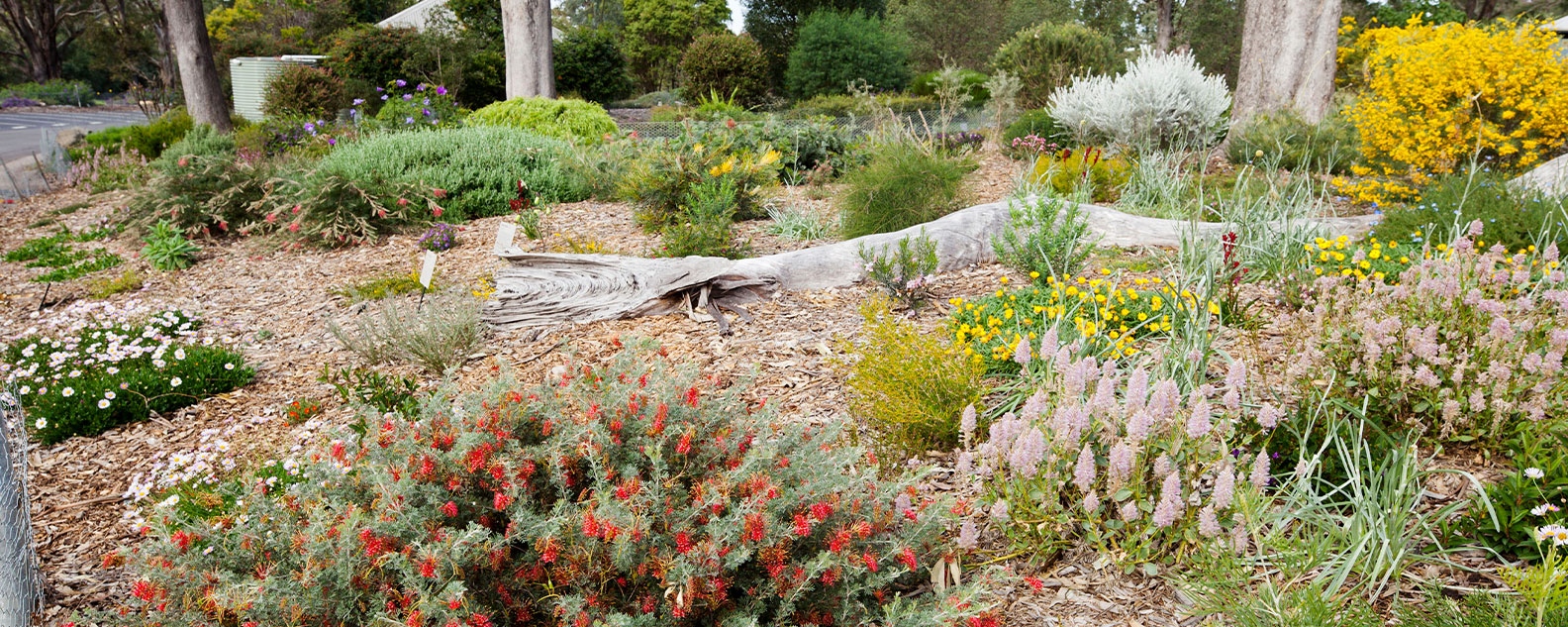 A colourful garden bed in the Bottlebrush Garden