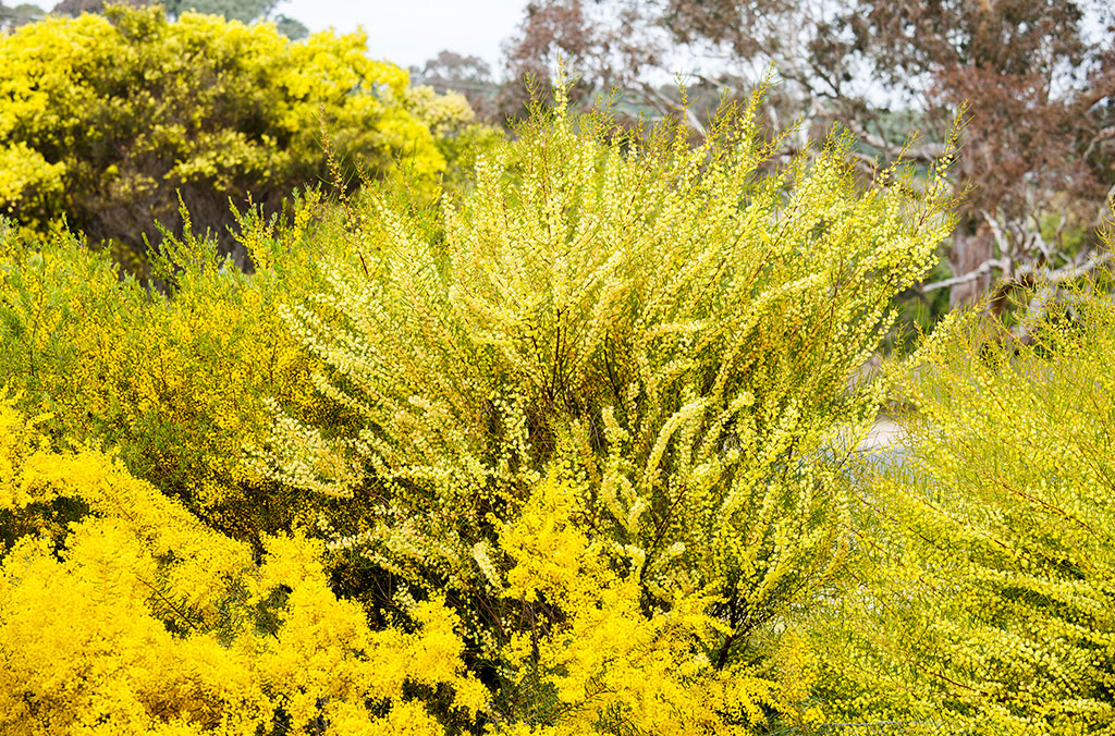 Golden Wattle blooming in the Wattle Garden