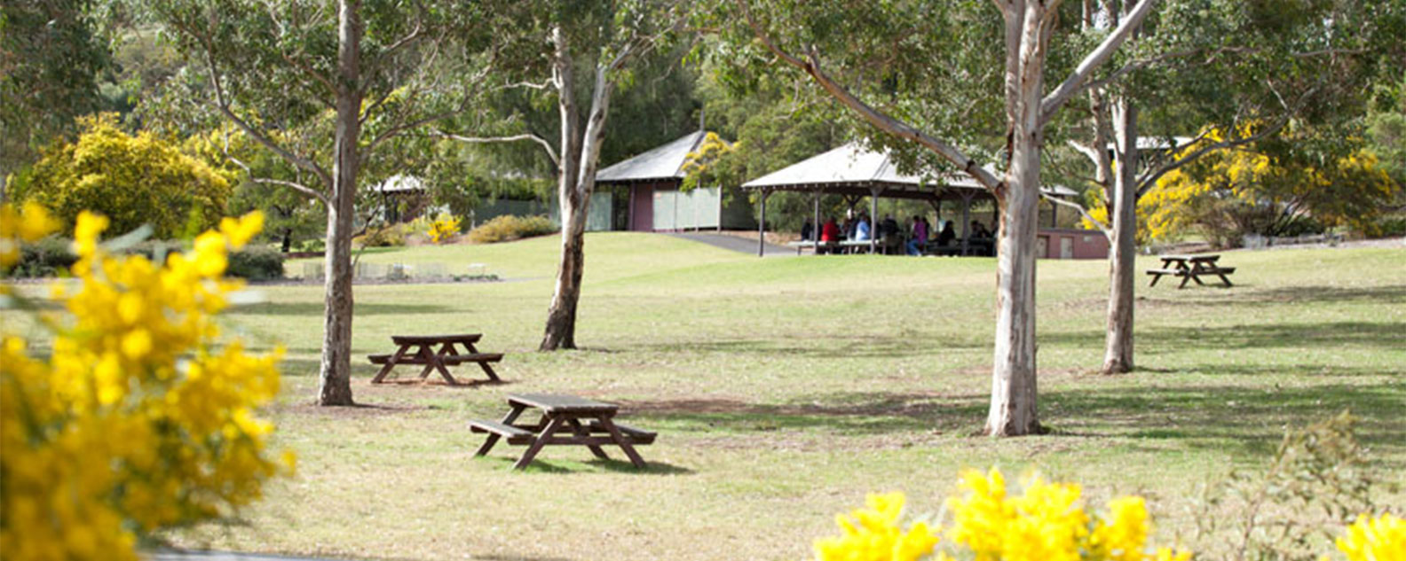 The Wattle Garden picnic area with tables and trees and a shelter