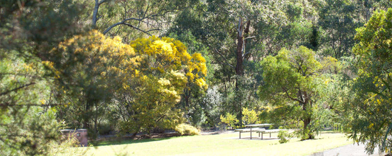 The Wattle Garden Picnic Table amongst the Golden Wattle from a distance