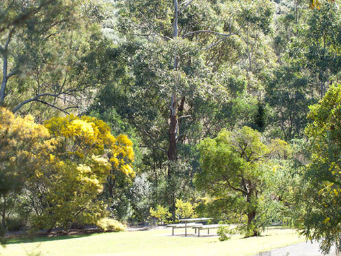 The Wattle Garden Picnic Table amongst the Golden Wattle from a distance