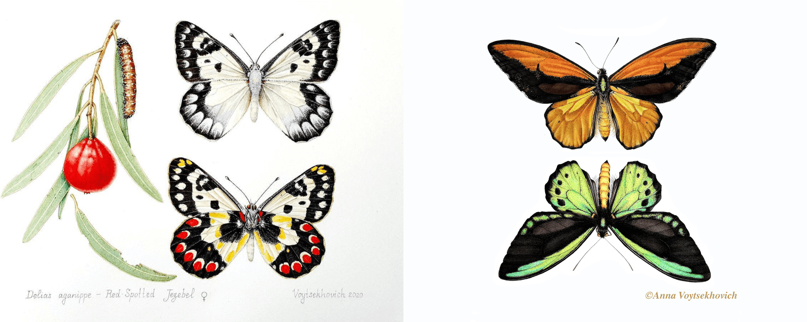 Watercolour and ink drawings of two butterflies