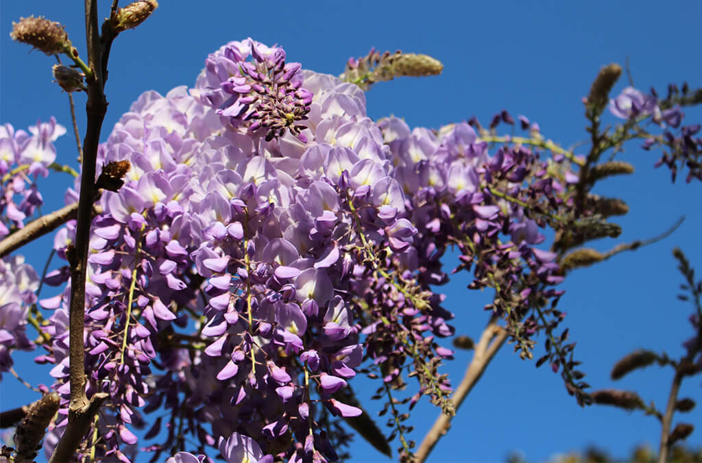 Draping, purple flowers on a wisteria tree