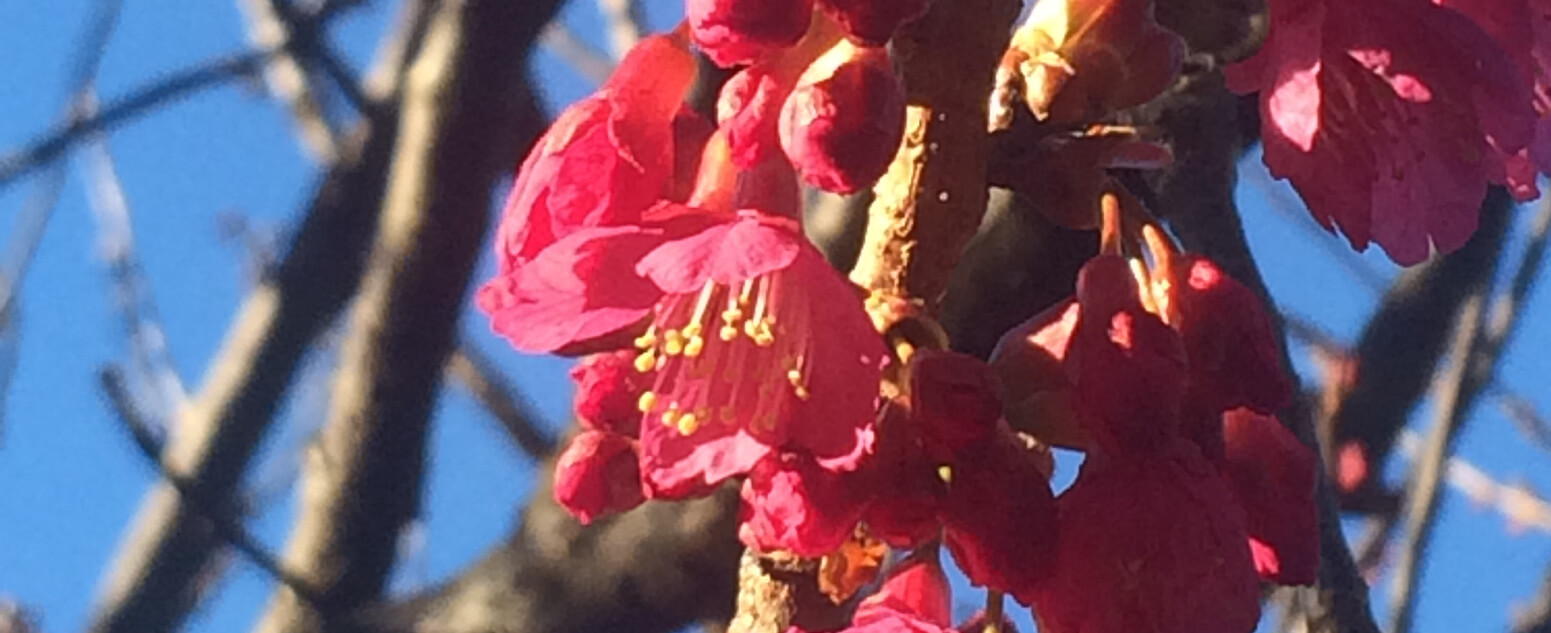 taiwanese cherry must see close up 