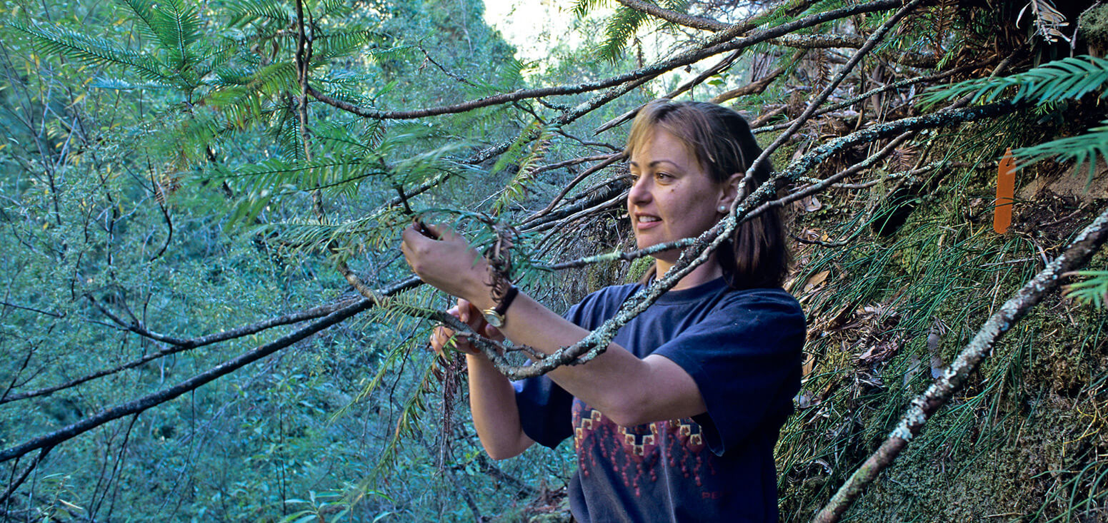 Scientist Dr Cathy Offord in desnse bushland examining a Wollemi Pine branch