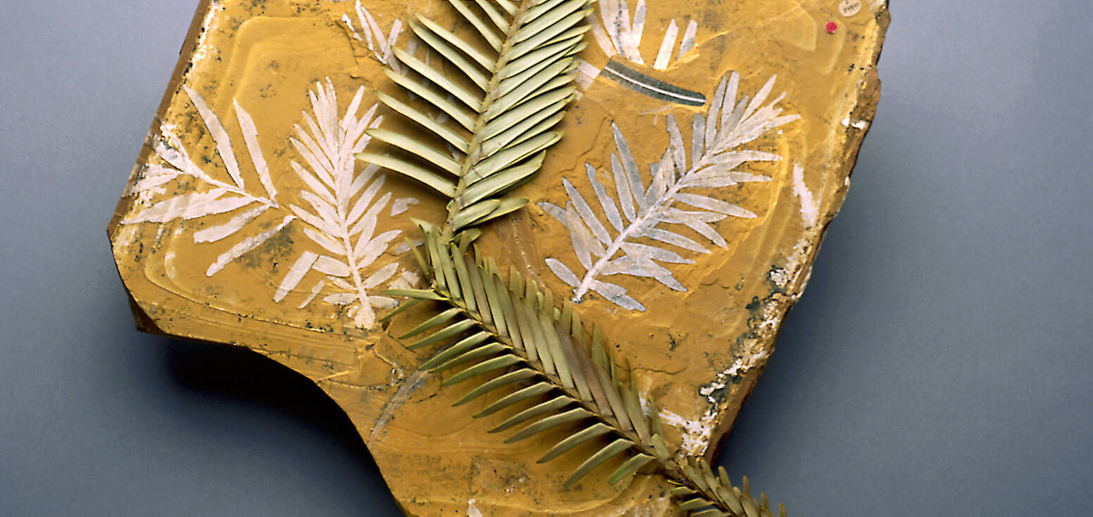 Fossil of Wollemi Pine fronds, with a fresh frond of a Wollemi Pine laying on top.