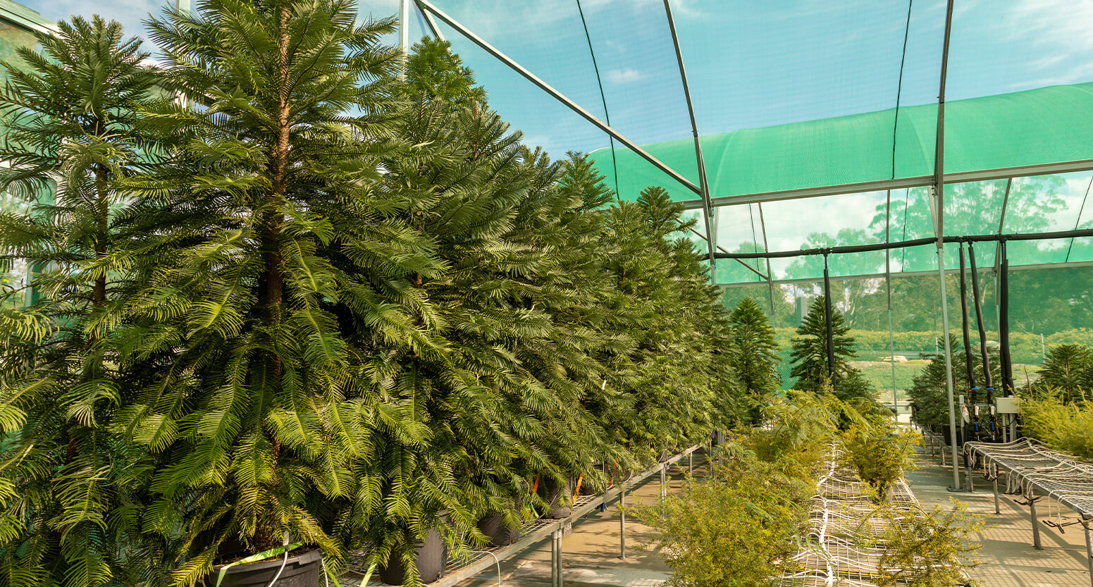 Juvenile Wollemi pines in pots in a greenhouse