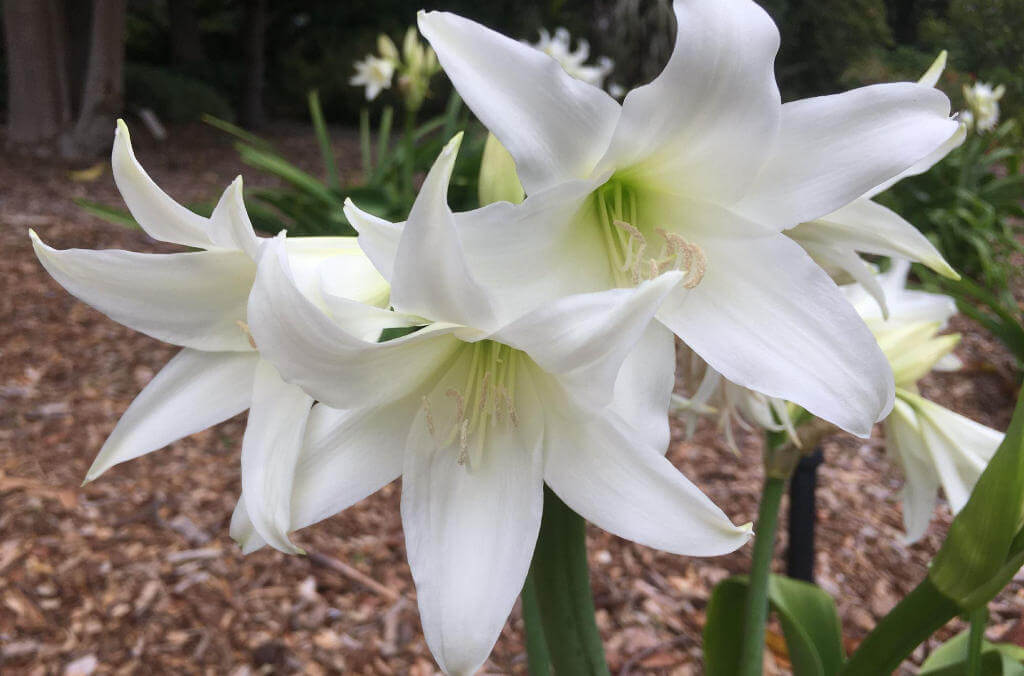 crinum flower close up