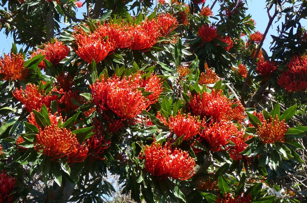 tree waratah close up 