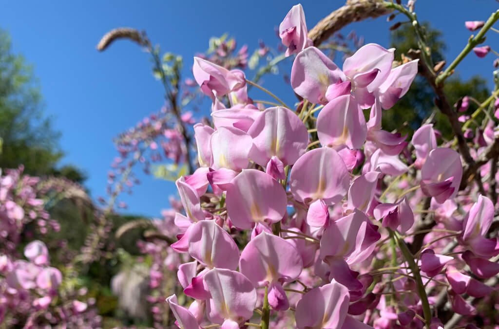 wisteria close up 